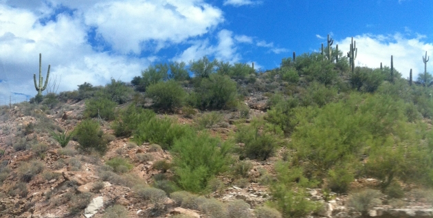 miles-of-cactus